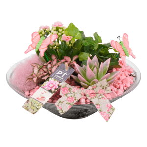 Zimmerpflanzen-Arrangement in Glas-Schale mit Kalanchoe, Fittonie, Echeverie und Deko.