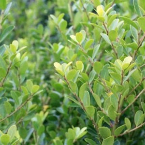 Japanische Stechpalme 'Green Hedge' Ilex crenata 30 bis 40 cm im Container Immergrün