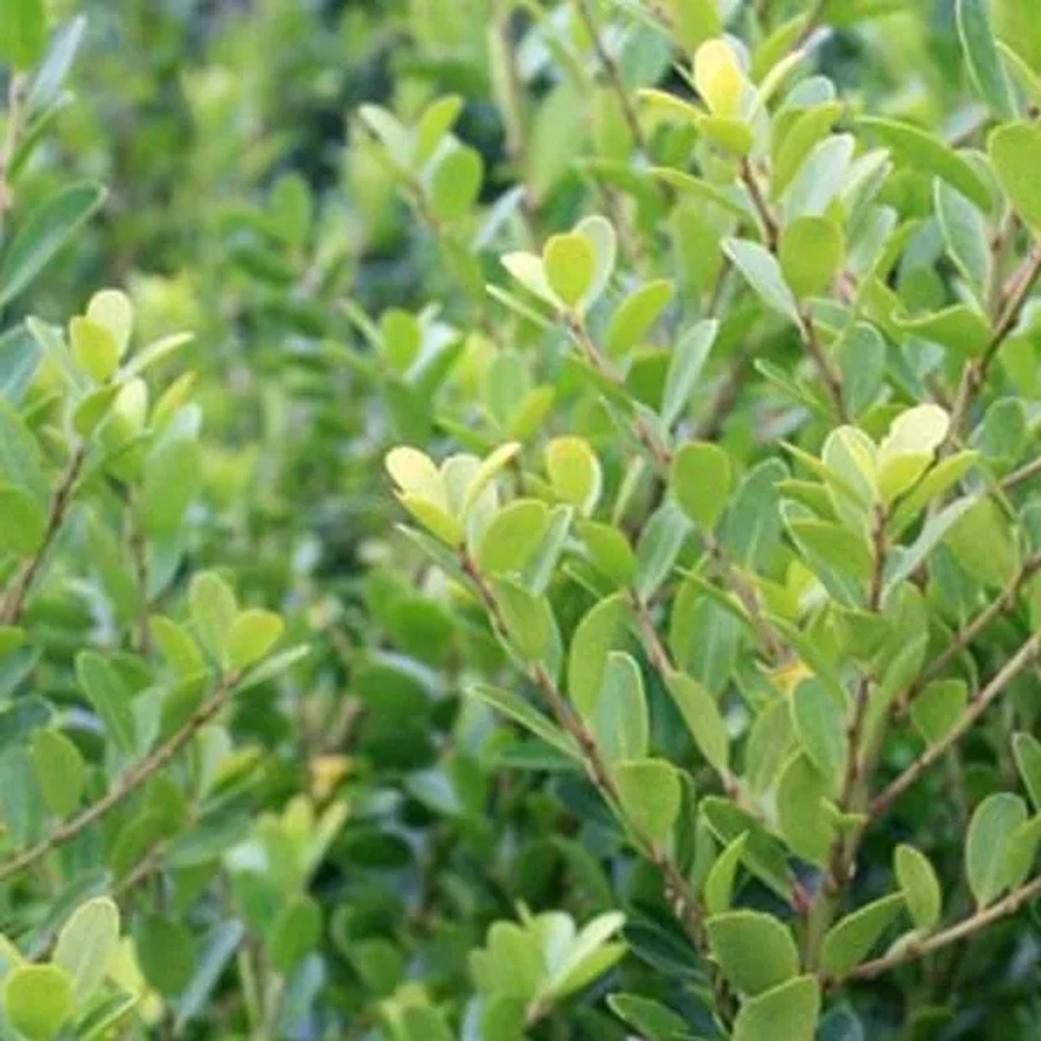 Japanische Stechpalme 'Green Hedge' Ilex crenata 30 bis 40 cm im Container Immergrün