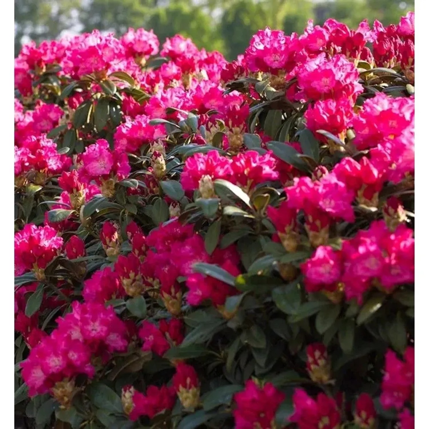 INKARHO - Großblumige Rhododendron Karl Naue 50-60cm - Alpenrose