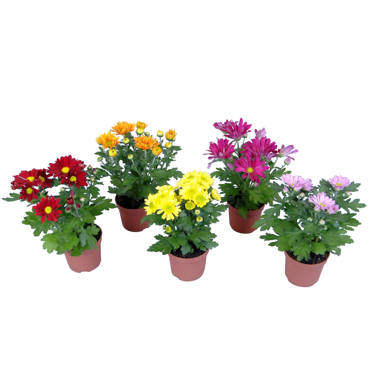 Chrysantheme 1Trieber TopfØ ca. 11 cm Chrysanthemum kaufen bei OBI