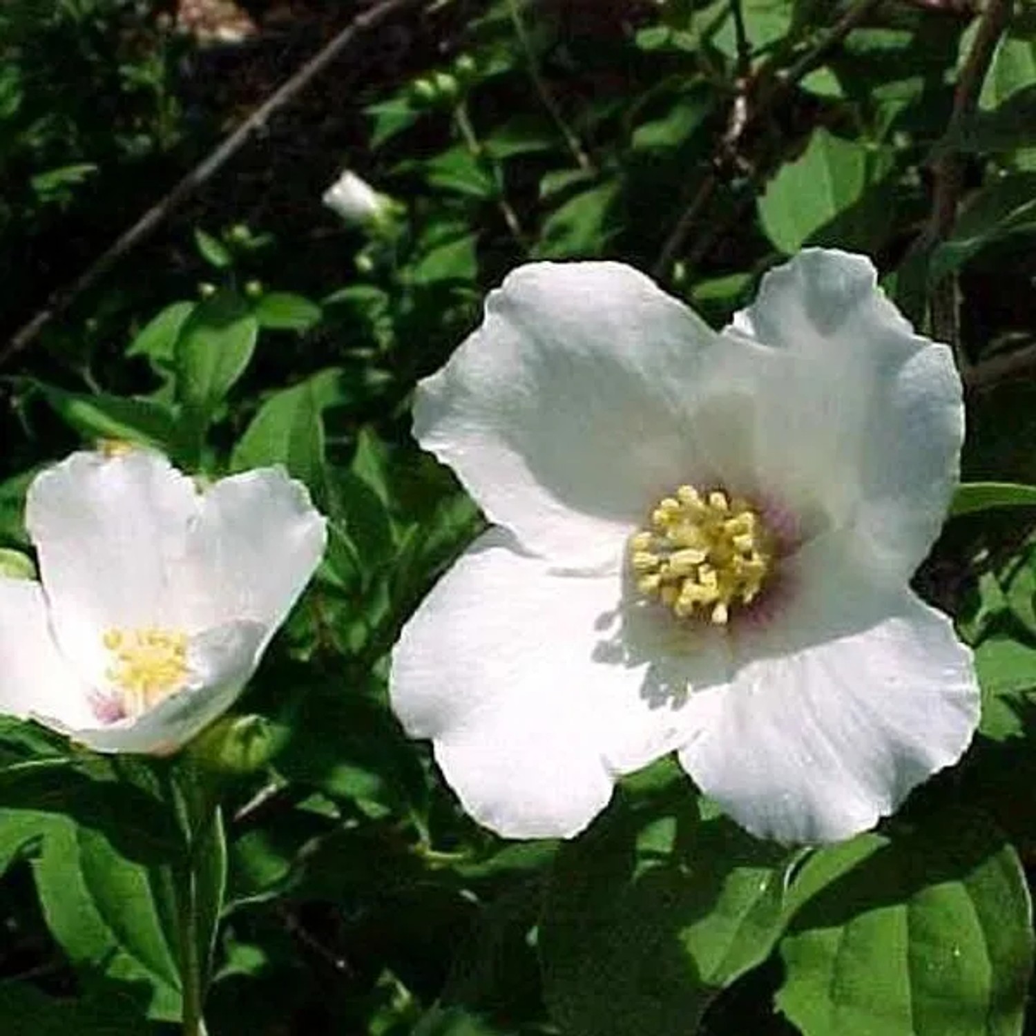 arborix Gartenjasmin 'Belle Etoile' Philadelphus 50 Bis 60 Cm Im Container Duftende Blüten