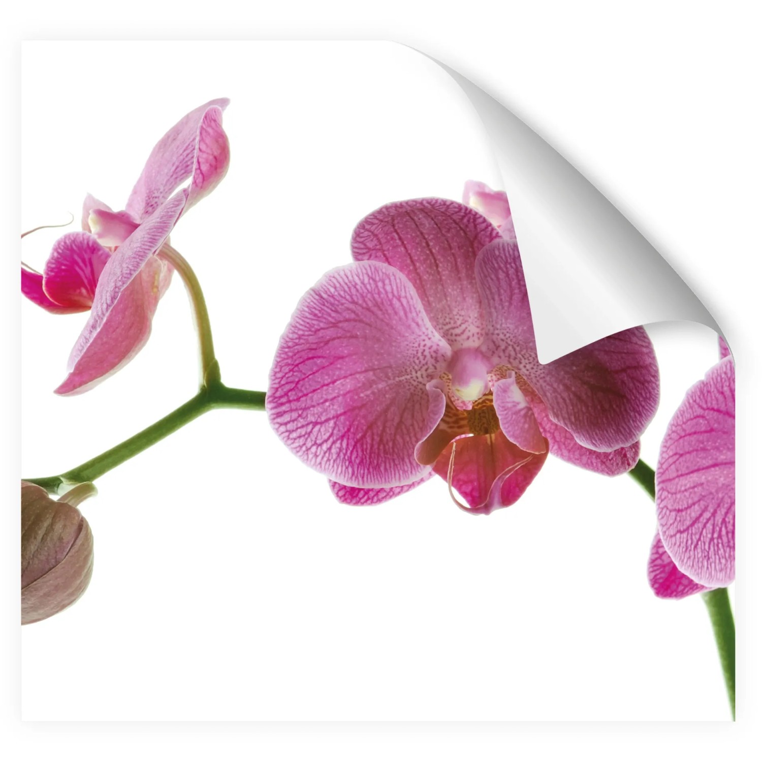 Selbstklebende Küchenrückwand Folie – Motiv Orchidee Weiß/Rot, 280x60cm, Matt, Hitzebeständig, Ohne Bohren