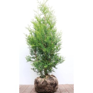 Grüne Thuja 'Brabant' Heckenpflanze, 80-100 cm hoch, im Jutesack.