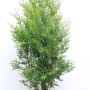Grüne Thuja 'Brabant' Heckenpflanze, 80-100 cm hoch, im Jutesack.