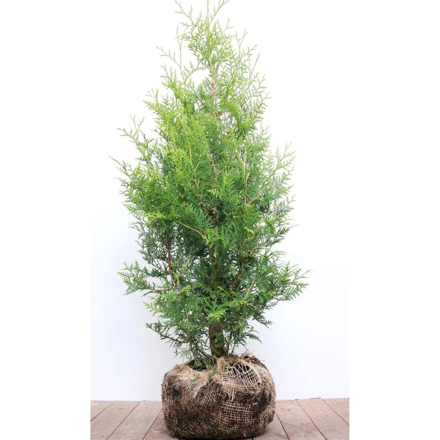 Thuja occidentalis 'Brabant' 80-100 cm günstig online kaufen
