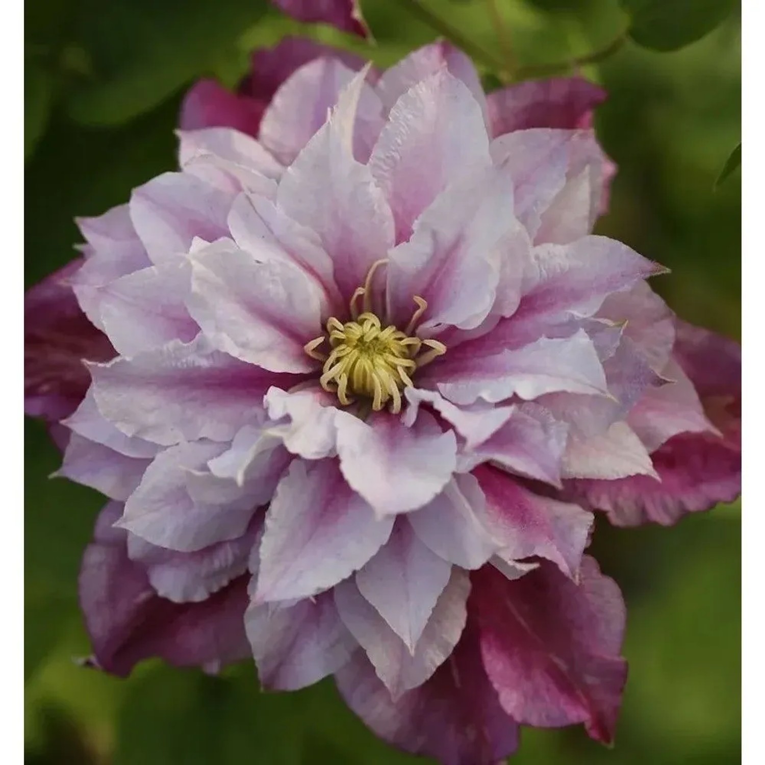 Waldrebe Piilu 60-80cm - Clematis