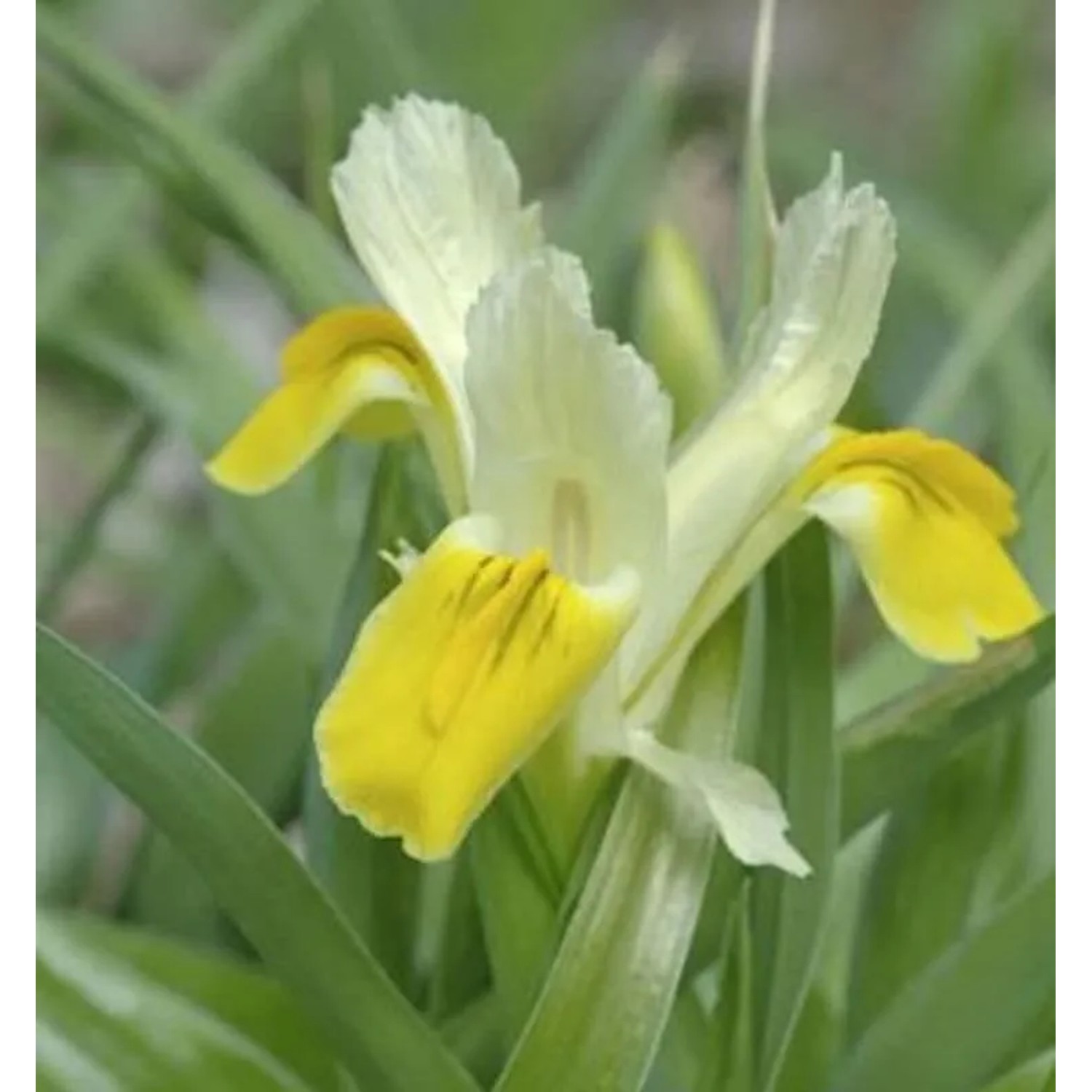 Sibirische Wieseniris Butter and Sugar - Iris sibirica