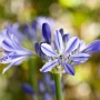 Nahaufnahme der blauen Blüte der Agapanthus Africanus (Schmucklilie) im Topf.