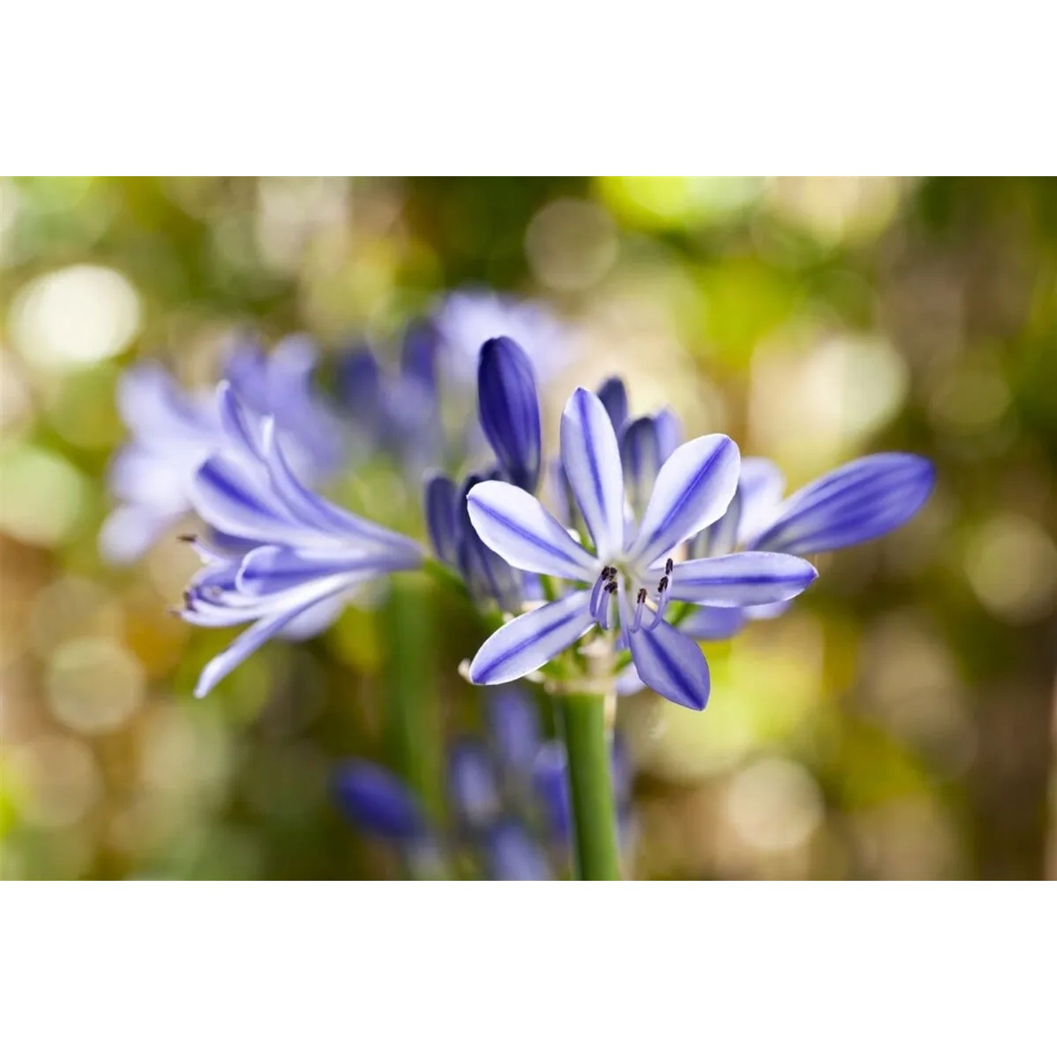 Nahaufnahme der blauen Blüte der Agapanthus Africanus (Schmucklilie) im Topf.