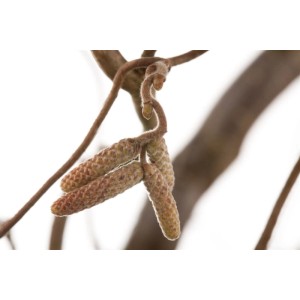 Nahaufnahme der gelben Kätzchen der Corylus Avellana Haselnuss.