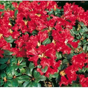 Üppig blühender Zwerg-Rhododendron Scarlet Wonder mit leuchtend roten Blüten.