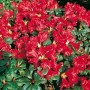 Üppig blühender Zwerg-Rhododendron Scarlet Wonder mit leuchtend roten Blüten.