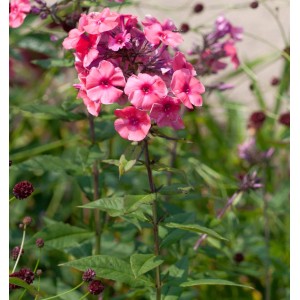 Rosa Flammenblume 'Cosmopolitan' (Phlox paniculata) im Gartenbeet.