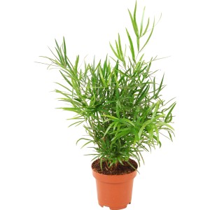 Zierspargel im Topf, grüne Zimmerpflanze mit filigranen Blättern.