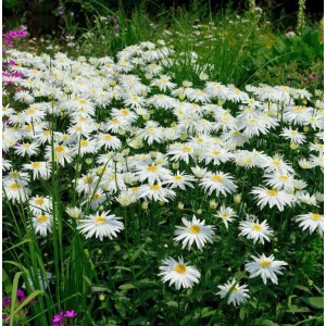 Winteraster Edelweiß (Chrysanthemum hortorum) im Gartenbeet, weiße Blüten mit gelber Mitte.