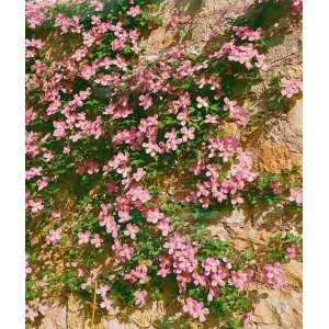 Rosa Clematis Montana Rubens Berg-Waldrebe an einer Steinmauer.