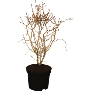 Geschlitzte Zierkirsche Kojou-no-mai im Topf, ca. 30-40 cm hoch, mit markanten Zickzack-Zweigen.