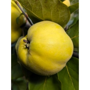 Nahaufnahme einer goldgelben Konstantinopeler Apfelquitte (Cydonia oblonga) am Baum.