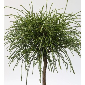 Hochstamm Faden Lebensbaum 'Whipcord', 60-80cm, Thuja plicata, Detailaufnahme der Krone.
