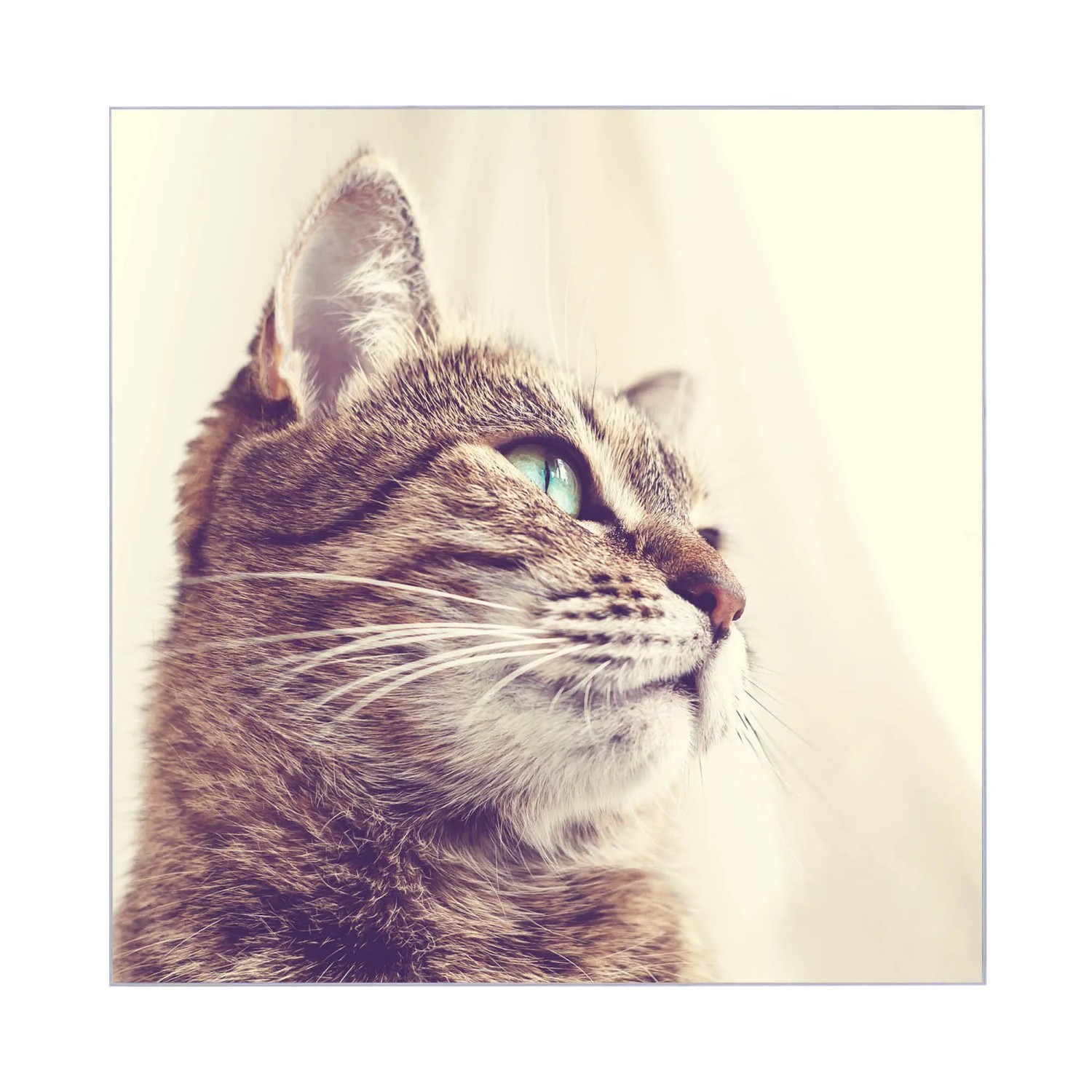 Banjado Schlüsselkasten mit Katzen-Motiv Holgerson. Weißer Kasten mit Glastür, 50 Haken, beschreibbar und magnetisch.