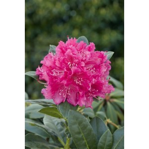 Leuchtend roter Rhododendron Hybr. Rocket mit grünen Blättern. Strauch für Garten und Kübel.