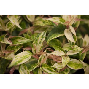 Nahaufnahme der bunten Blätter der Leucothoe Walteri Makijaz Traubenheide.