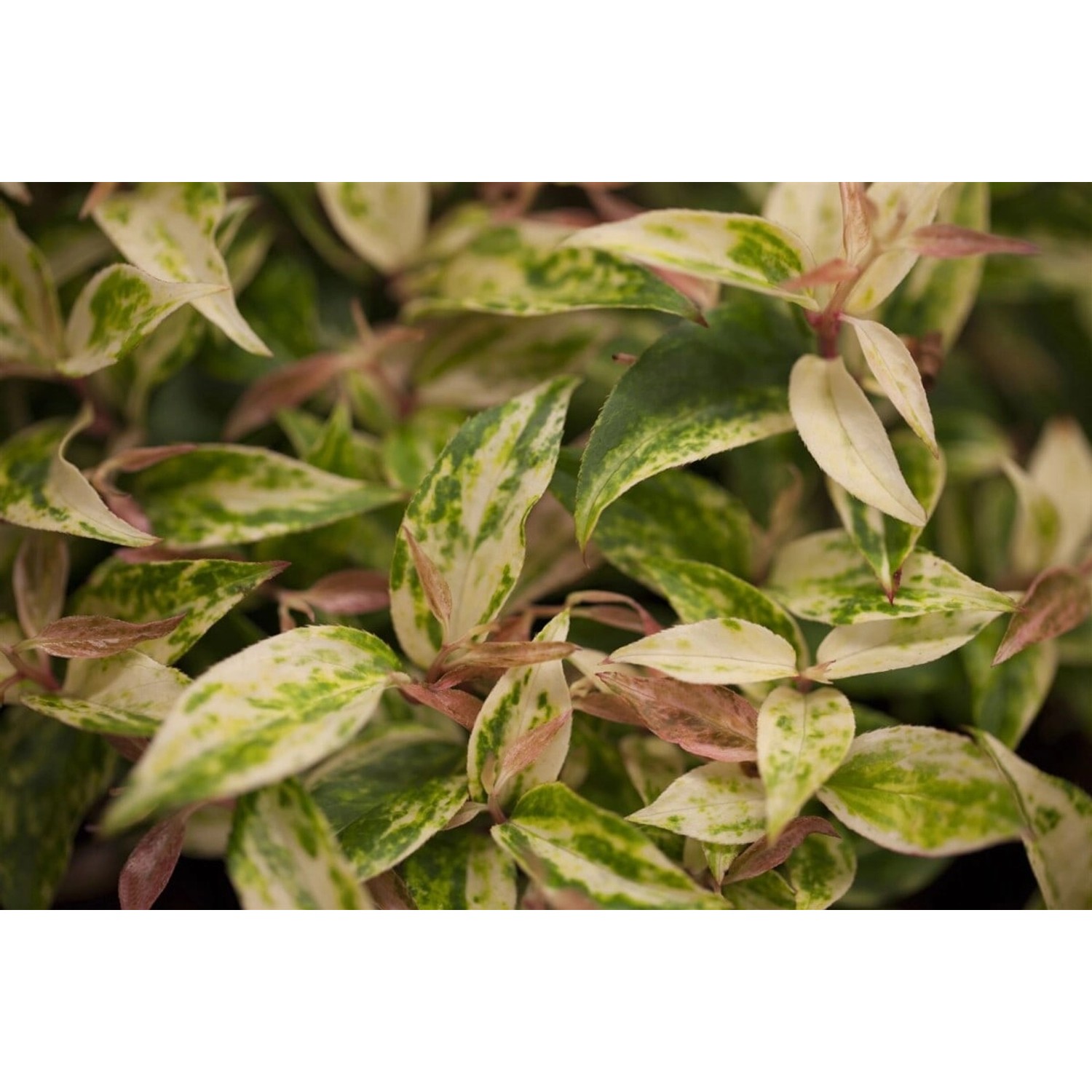 Leucothoe Walteri Makijaz Traubenheide Buntes Laub 20–30 cm günstig online kaufen