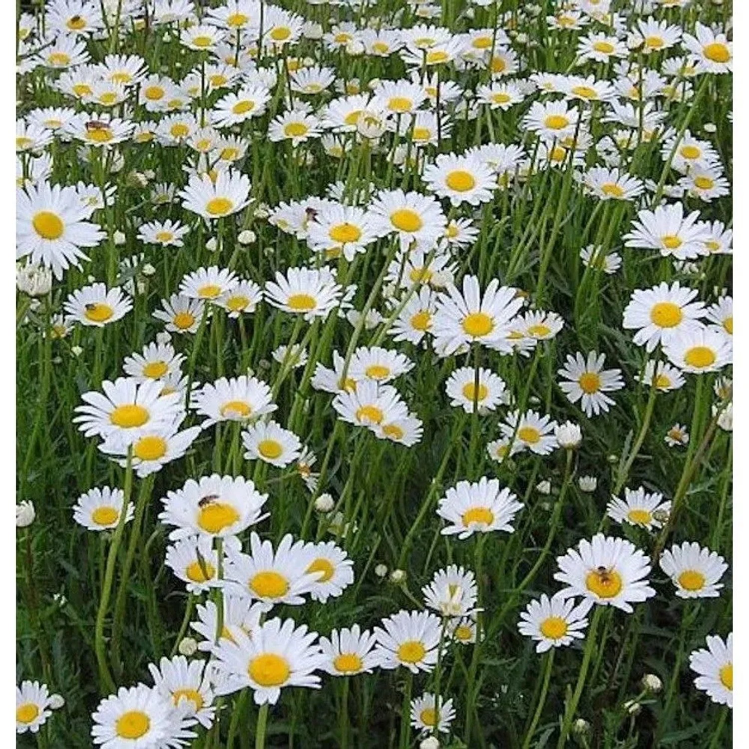 Gartenmargerite Silberprinzesschen - Leucanthemum
