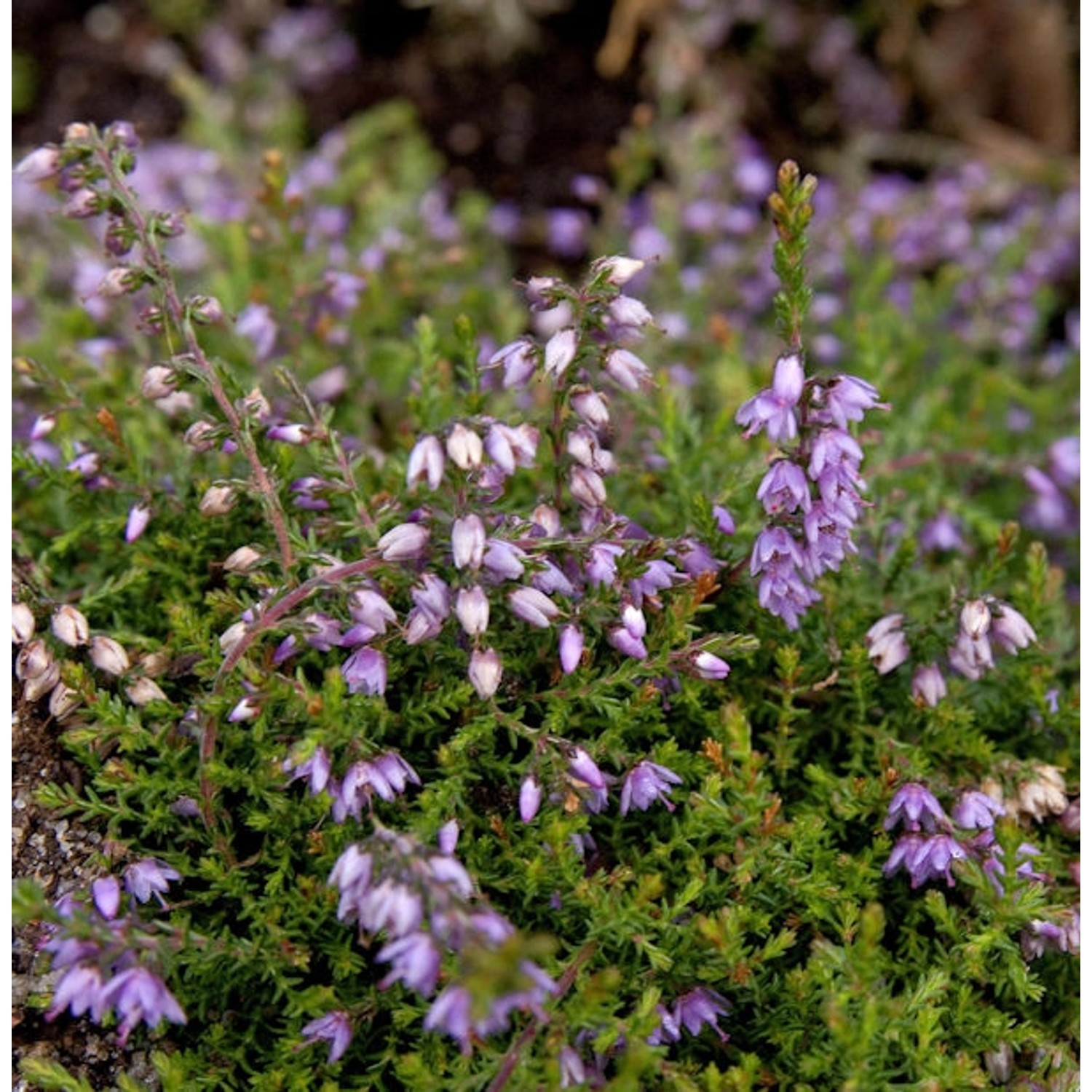 10x Besenheide Heidezwerg - Calluna vulgaris günstig online kaufen