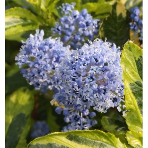 Nahaufnahme der blauen Blüten der kriechenden Säckelblume El Dorado.