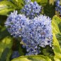 Nahaufnahme der blauen Blüten der kriechenden Säckelblume El Dorado.
