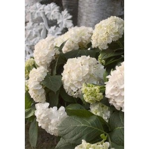 Nahaufnahme der weißen Blüten der Bauernhortensie Endless Summer 'The Bride'.