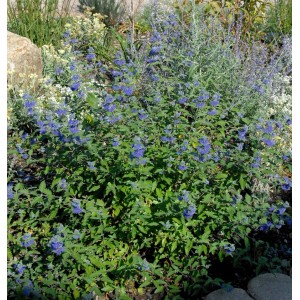 Blühende Bartblume Dark Knight (Caryopteris clandonensis) im Gartenbeet.