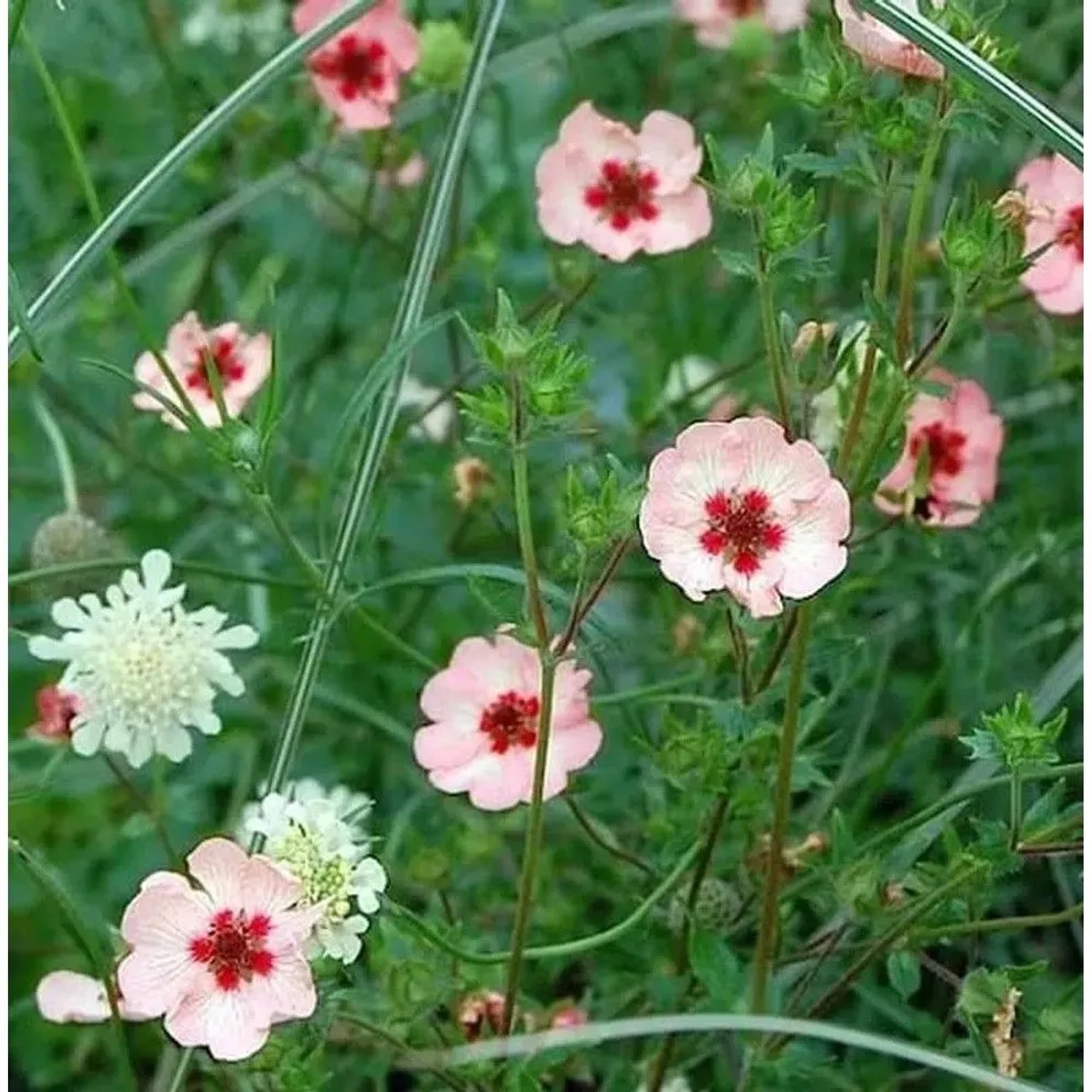 Fingerkraut Hopwoodiana - Potentilla cultorum