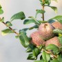 Zierquitte Chaenomeles Friesdorfer mit grünen Blättern und mehreren Quittenfrüchten.