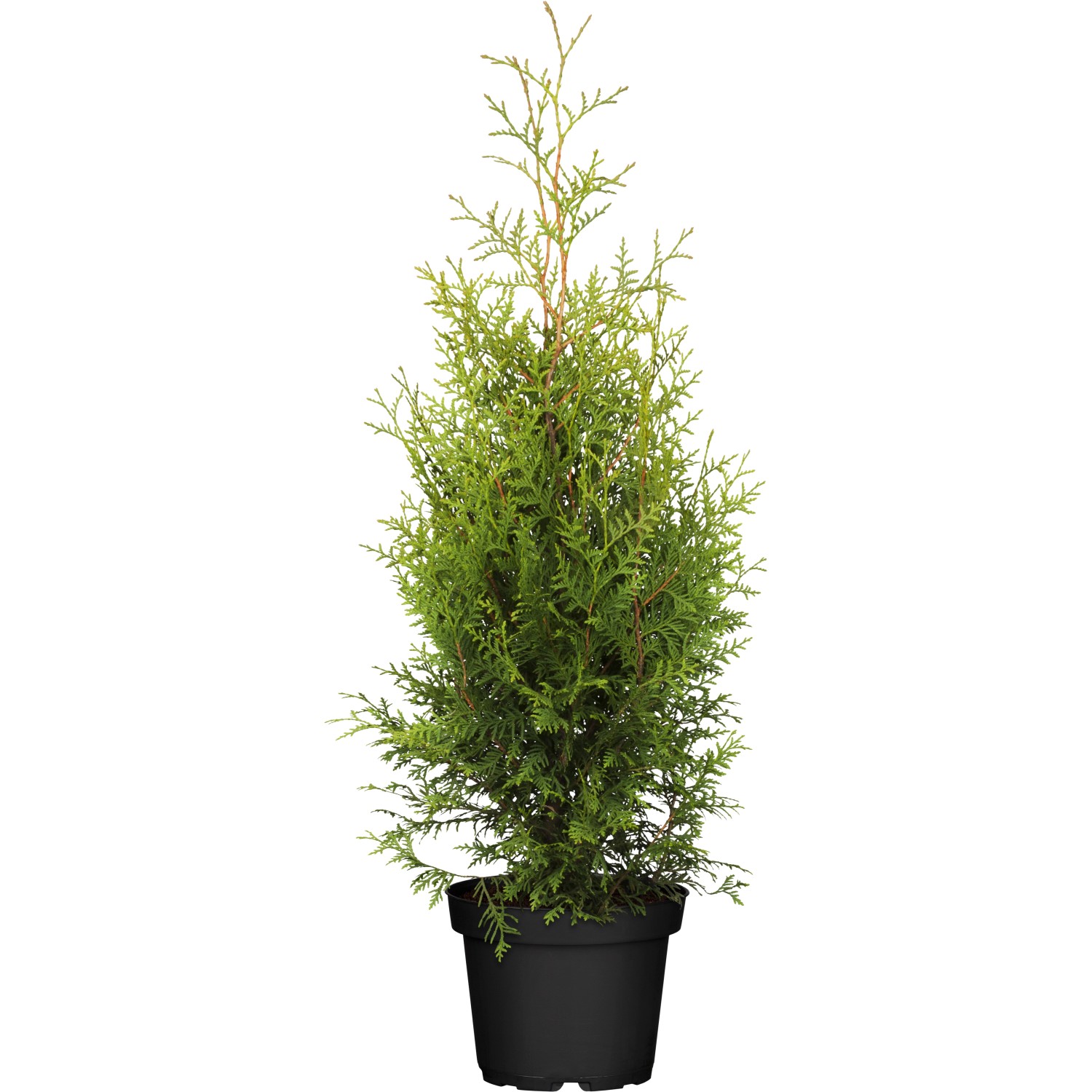 OBI Lebensbaum Brabant Höhe ca. 60 - 80 cm Topf ca. 5 l  Thuja