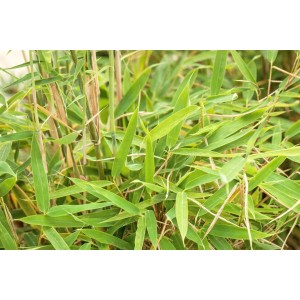 Detailaufnahme des Fargesia Murieliae Jumbo Bambus mit grünen Blättern.