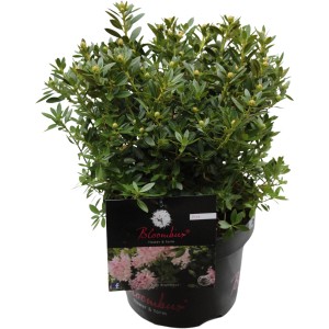 Zwerg-Rhododendron Bloombux Pink im 5 l Topf, ideal für Kübel und Formschnitt.