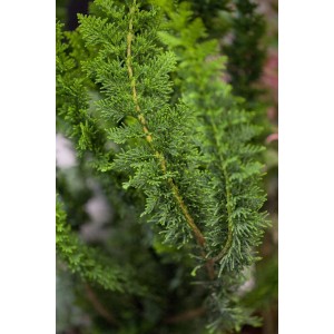 Detailaufnahme der grünen Chamaecyparis Obtusa Teddy Bear Hinoki-Scheinzypresse.