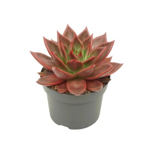 Exotenherz Rotes Rosetten Dickblatt Echeveria Agavoides Antaris im 12cm Topf.