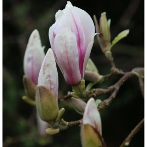 Nahaufnahme der Blütenknospen einer Tulpen-Magnolie mit rosa Streifen.