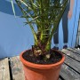 Sunny-Tree Palme Phoenix Canariensis 160 cm Kanarische Dattelpalme Palme für den Innen- und Außenbereich_5