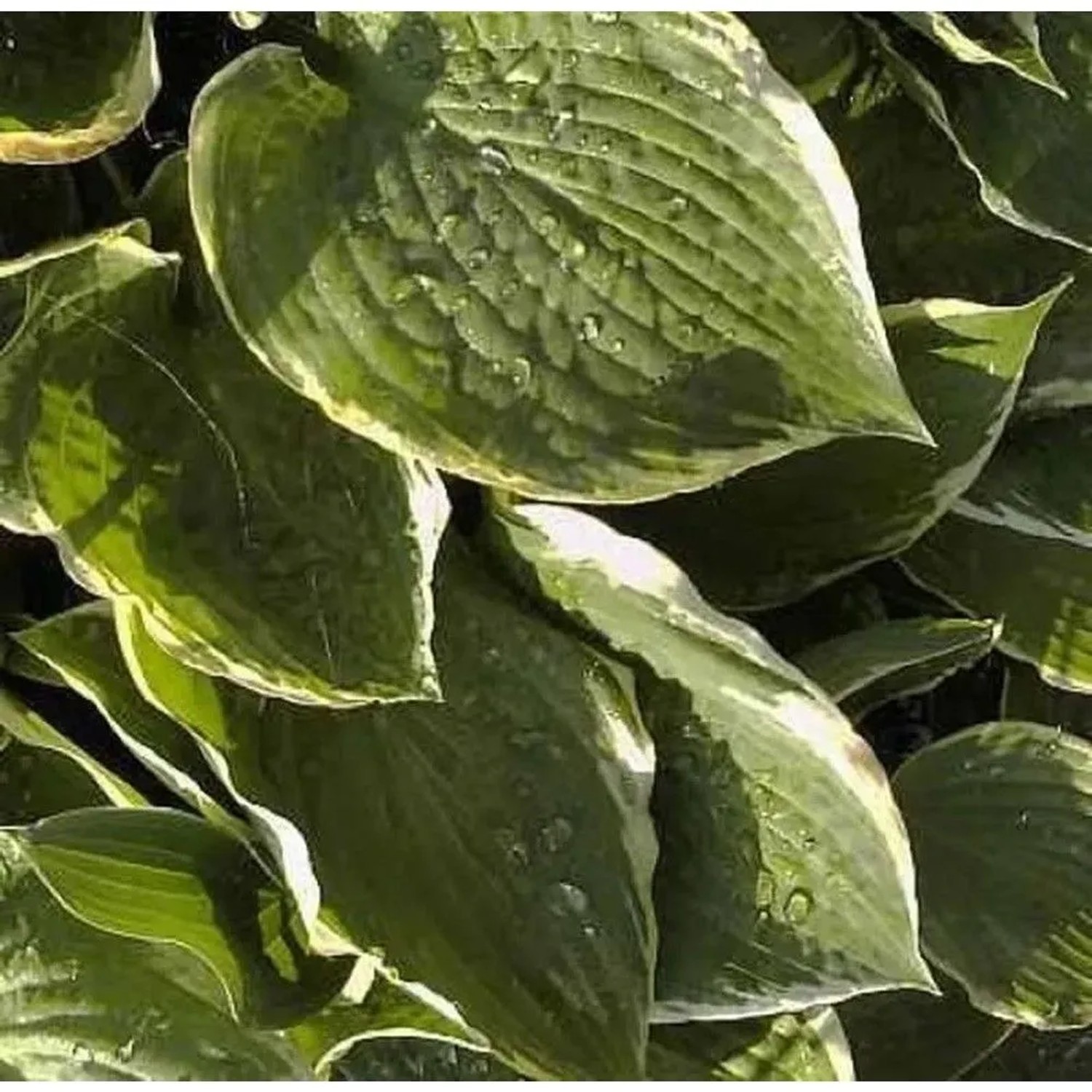 Funkie Fringe Benevit - Hosta cultorum