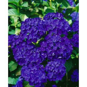 Blühende, dunkelblaue Bauernhortensie 'Hamburg' (Hydrangea macrophylla), 30-40 cm hoch.