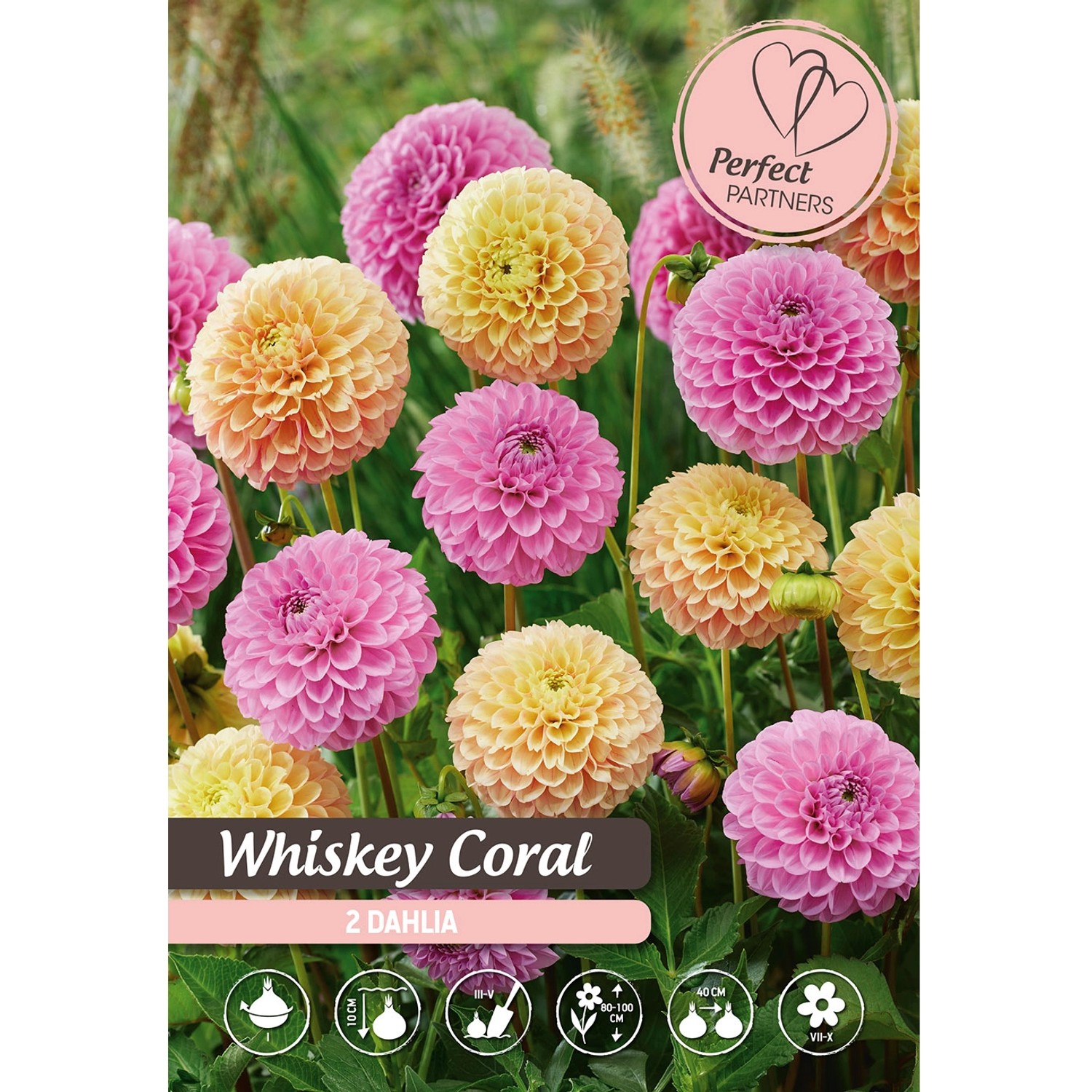 Dahlia ''Whiskey Coral'' 1 Stück