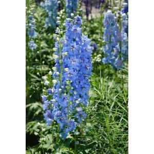Blauer Delphinium Rittersporn im Topf, eine elegante Staude für sonnige Standorte.