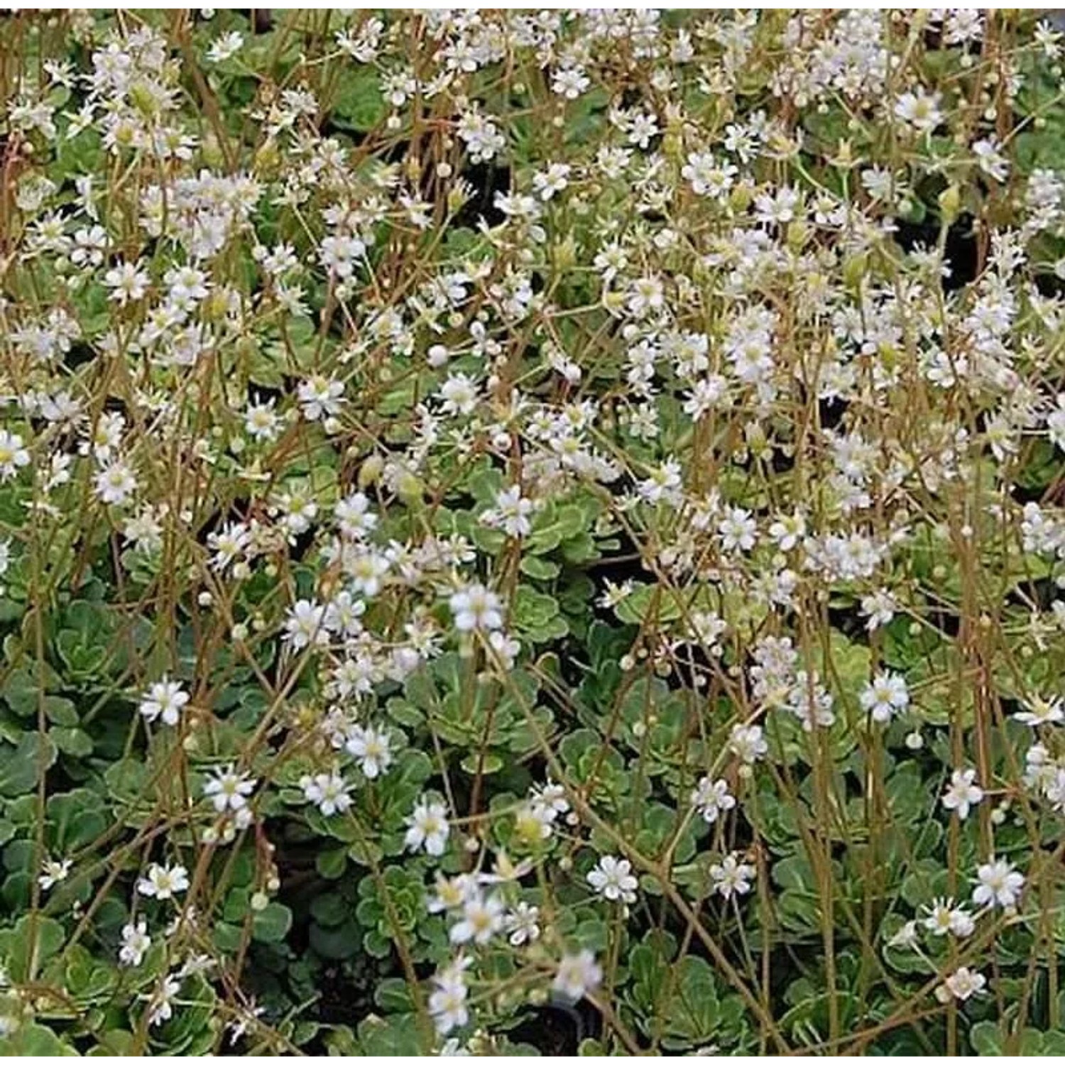 Keilblatt Steinbrech - Saxifraga cuneifolia