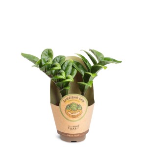 Zwei kleine Glücksfeder Zamioculcas Zimmerpflanzen mit dunkelgrünen, glänzenden Blättern in braunem Übertopf.