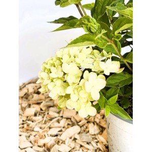 Rispenhortensie 'Little Lime' Topfpflanze mit cremegrünen Blüten und grünen Blättern, ideal für Garten & Kübel.